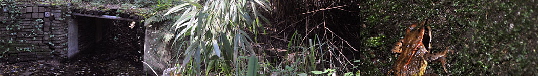 An Image Slideshow