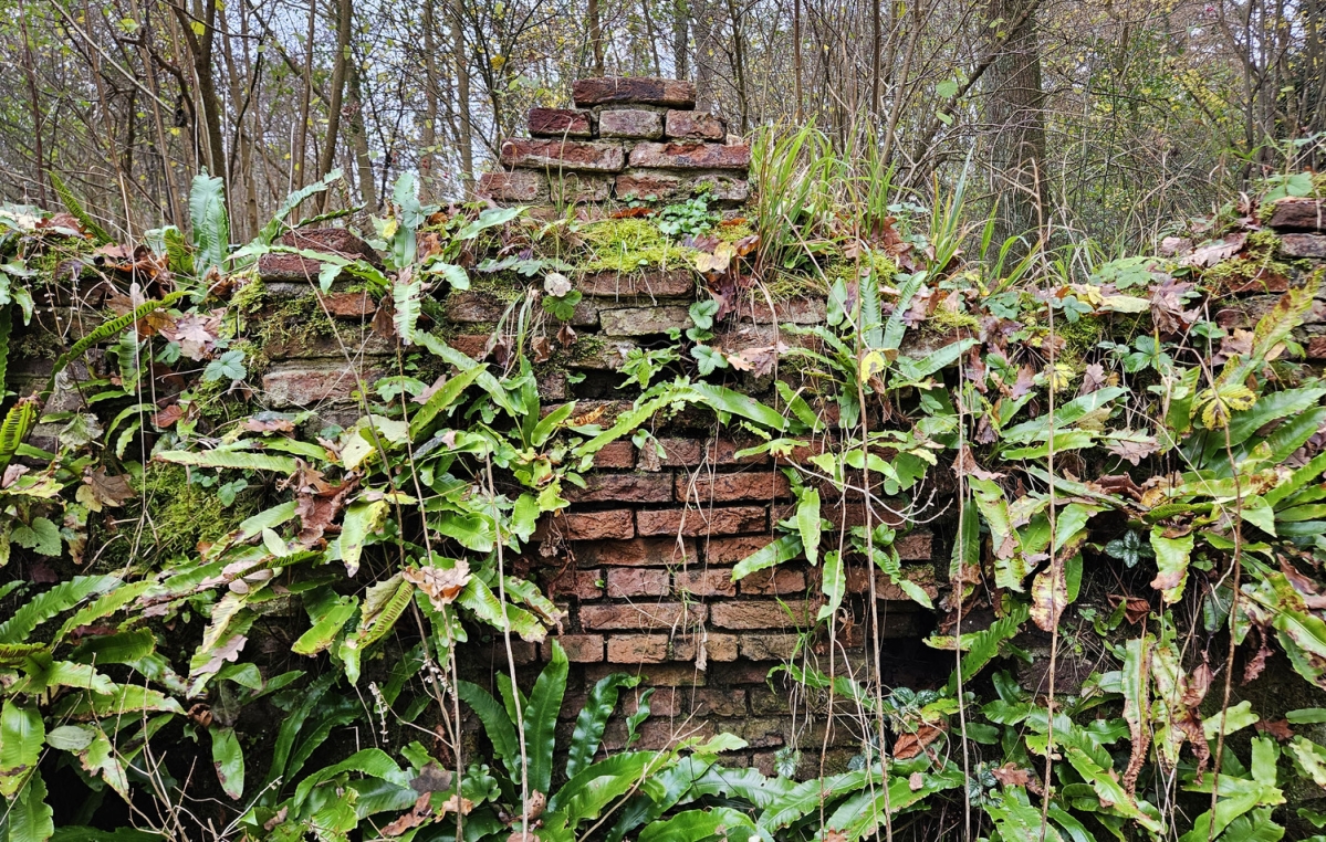 Tongvarens op Le Roy-muurtjes in Amstelpark.  (foto: Peter Wouda)
