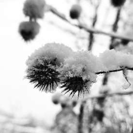 Ecokathedralen onder sneeuwdeken