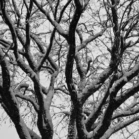 Ecokathedralen onder sneeuwdeken